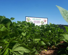 Lançamento do Feijão IPR Águia, em Ponta Grossa