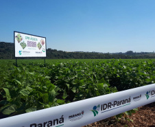 Lançamento do Feijão IPR Águia, em Ponta Grossa