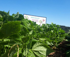 Lançamento do Feijão IPR Águia, em Ponta Grossa