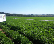 Lançamento do Feijão IPR Águia, em Ponta Grossa