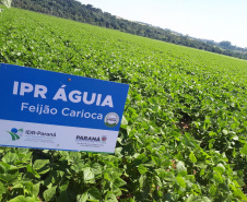 Lançamento do Feijão IPR Águia, em Ponta Grossa