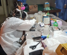 Sesa realiza ação de prevenção e controle da hantavirose em Guarapuava