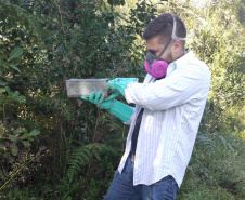 Sesa realiza ação de prevenção e controle da hantavirose em Guarapuava