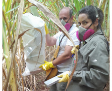 Sesa realiza ação de prevenção e controle da hantavirose em Guarapuava