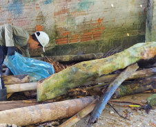 Portos do Paraná comanda mutirão de limpeza de resíduos sólidos na ilha de Eufrasina