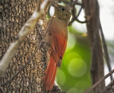 UEL publica estudos de dez anos sobre pássaros no Parque Nacional do Iguaçu