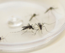 Estado estabelece frente de combate à dengue para intensificar ações em todo o Estado
