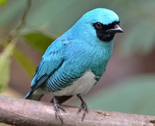 UEL publica estudos de dez anos sobre pássaros no Parque Nacional do Iguaçu