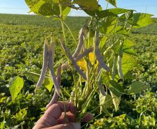 Matéria especial Samar - Agricultor Mangueirinha