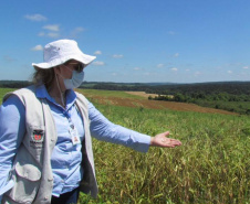 Melhoramento genético de feijões garante maior produtividade nas lavouras paranaenses