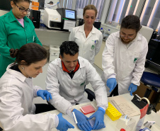 Para entender a doença, Paraná recebe treinamento de sequenciamento de genoma de chikungunya