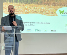 Enfezamento do milho tem rede de pesquisa no Paraná