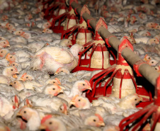Governos federal e estadual reforçam medidas e alertas contra a gripe aviária