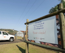 Copel repovoa rio Iguaçu com espécie de peixe ameaçada de extinção