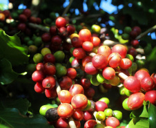 Visita técnica do Sistema Estadual de Agricultura a propriedades de café em Carlópolis