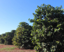 Visita técnica do Sistema Estadual de Agricultura a propriedades de café em Carlópolis