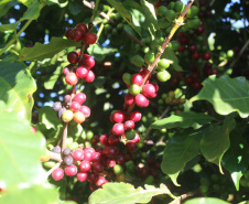 Visita técnica do Sistema Estadual de Agricultura a propriedades de café em Carlópolis