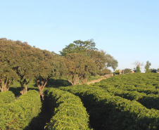 Visita técnica do Sistema Estadual de Agricultura a propriedades de café em Carlópolis