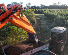 Visita técnica do Sistema Estadual de Agricultura a propriedades de café em Carlópolis