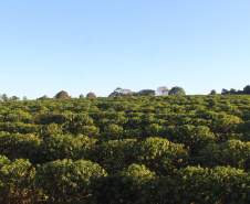 Visita técnica do Sistema Estadual de Agricultura a propriedades de café em Carlópolis