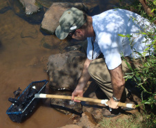 Copel repovoa rio Iguaçu com espécie de peixe ameaçada de extinção