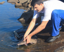 Copel repovoa rio Iguaçu com espécie de peixe ameaçada de extinção