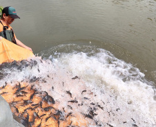Copel repovoa rio Iguaçu com espécie de peixe ameaçada de extinção
