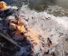 Copel repovoa rio Iguaçu com espécie de peixe ameaçada de extinção