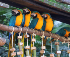 Criada pela Organização das Nações Unidas (ONU), o Dia Internacional da Biodiversidade busca conscientizar a população da respeito importância da diversidade biológica em todos os ecossistemas