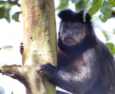 Dia da Biodiversidade: união do Estado com universidades amplia cuidado com a fauna silvestre