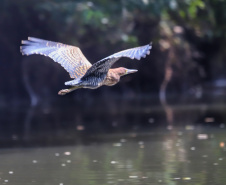 Dia da Biodiversidade: união do Estado com universidades amplia cuidado com a fauna silvestre