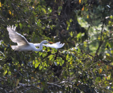 Dia da Biodiversidade: união do Estado com universidades amplia cuidado com a fauna silvestre