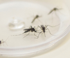 Sesa alerta para sintomas da dengue e importância do tratamento adequado 