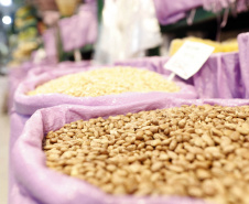 Colheita de feijão avança no Paraná com expectativa de aumento na produção