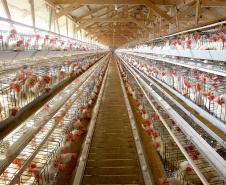 Governos federal e estadual reforçam medidas e alertas contra a gripe aviária