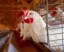 Conselho de sanidade agropecuária alerta sobre cuidados em relação à gripe aviária 