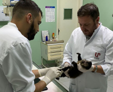  Com o fêmur fraturado, o macaco-prego precisou passar por cirurgia