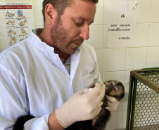  Com o fêmur fraturado, o macaco-prego precisou passar por cirurgia