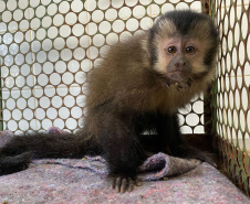  Com o fêmur fraturado, o macaco-prego precisou passar por cirurgia
