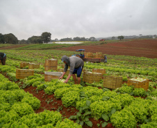 Com Aporte De R$ 30 Milhões, Estado Incrementa Agricultura E Turismo Em São José Dos Pinhais São José Dos Pinhais,