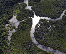 No Dia da Mata Atlântica, Paraná celebra 8 milhões de mudas de espécies nativas distribuídas