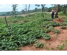 Comunidade indígena ganha banco de mudas melhoradas de batata doce