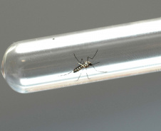 Sesa alerta para sintomas da dengue e importância do tratamento adequado 