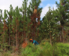  o Instituto Água e Terra estabeleceu novos procedimentos para o cultivo para fins comerciais de pinus, gramíneas, árvores frutíferas, plantas ornamentais e para sombreamento e acácia-negra, todas consideradas plantas exóticas invasoras no Paraná