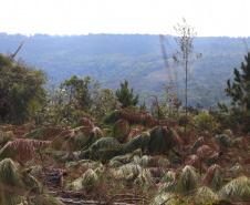  o Instituto Água e Terra estabeleceu novos procedimentos para o cultivo para fins comerciais de pinus, gramíneas, árvores frutíferas, plantas ornamentais e para sombreamento e acácia-negra, todas consideradas plantas exóticas invasoras no Paraná