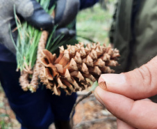  o Instituto Água e Terra estabeleceu novos procedimentos para o cultivo para fins comerciais de pinus, gramíneas, árvores frutíferas, plantas ornamentais e para sombreamento e acácia-negra, todas consideradas plantas exóticas invasoras no Paraná