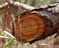  o Instituto Água e Terra estabeleceu novos procedimentos para o cultivo para fins comerciais de pinus, gramíneas, árvores frutíferas, plantas ornamentais e para sombreamento e acácia-negra, todas consideradas plantas exóticas invasoras no Paraná