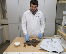 Técnicos do Tecpar analisam as amostras coletadas de abelhas mortas e favos  para  identificar se há resíduos de agrotóxicos.