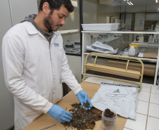 Técnicos do Tecpar analisam as amostras coletadas de abelhas mortas e favos  para  identificar se há resíduos de agrotóxicos.