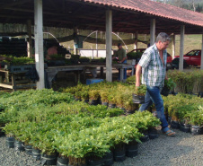 No Dia da Mata Atlântica, Paraná celebra 8 milhões de mudas de espécies nativas distribuídas